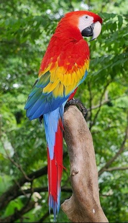 Manaus, Scarlet macaw