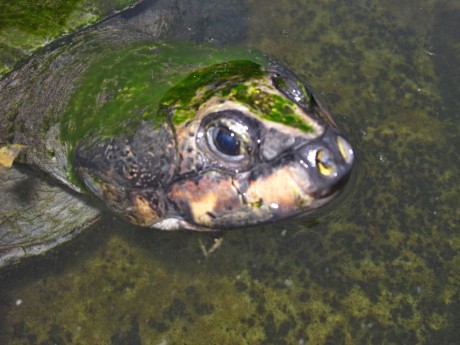 Manaus - nádherné velké želvy v hotelových vodních příkopech