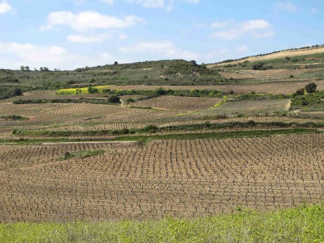 Bodegas Baigorri - Rioja