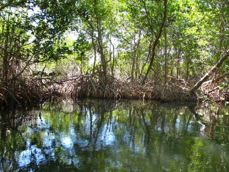 8 mangrovníkový kanál