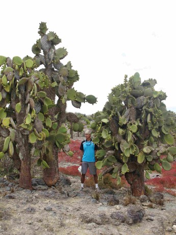 08 Galapágy-ostrov La Plazas, stromové Opuncie rostou jen tady 