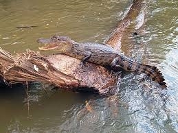 Amazon Cruise - kajman