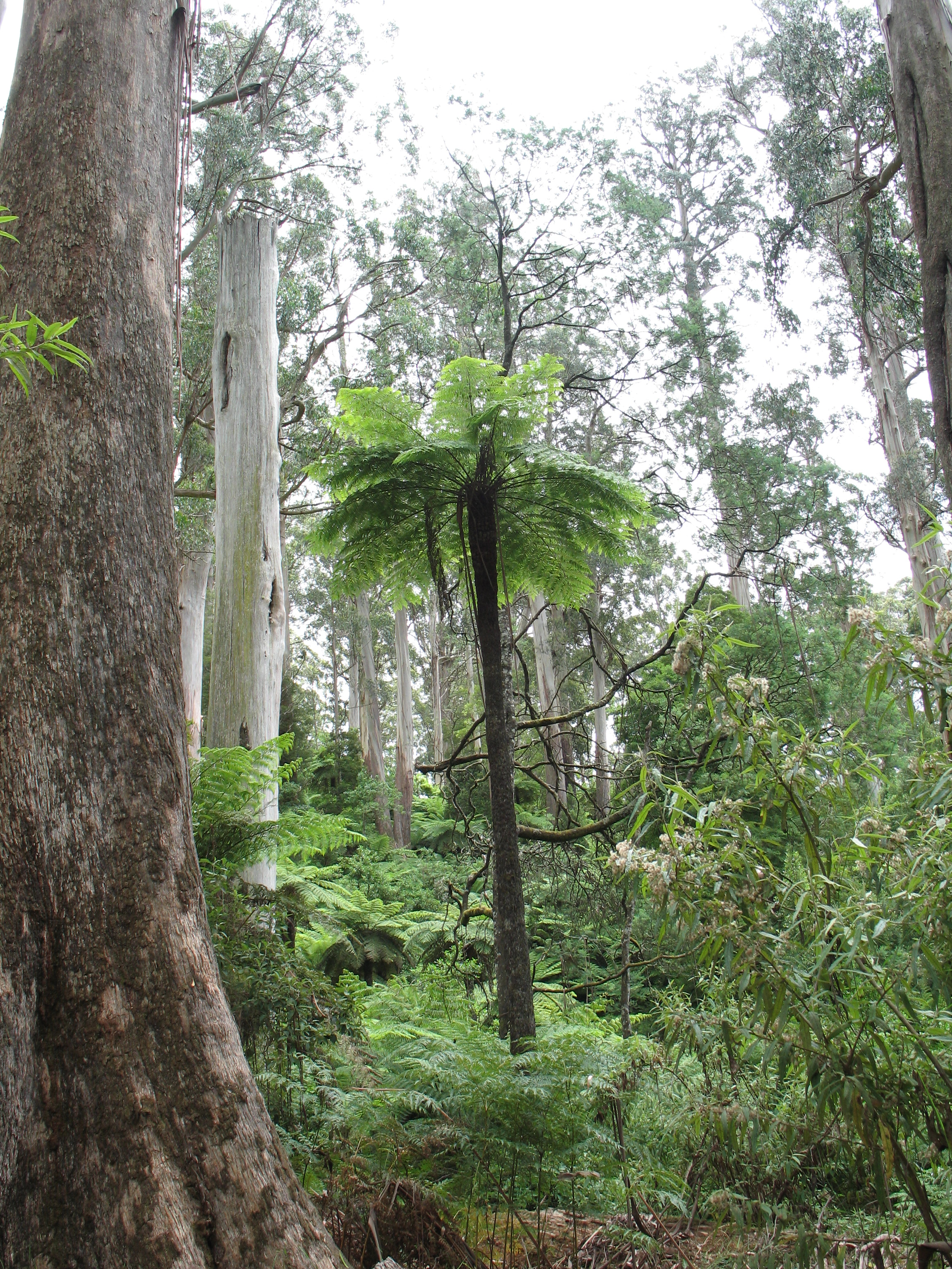 5 Tarra Bulga NP