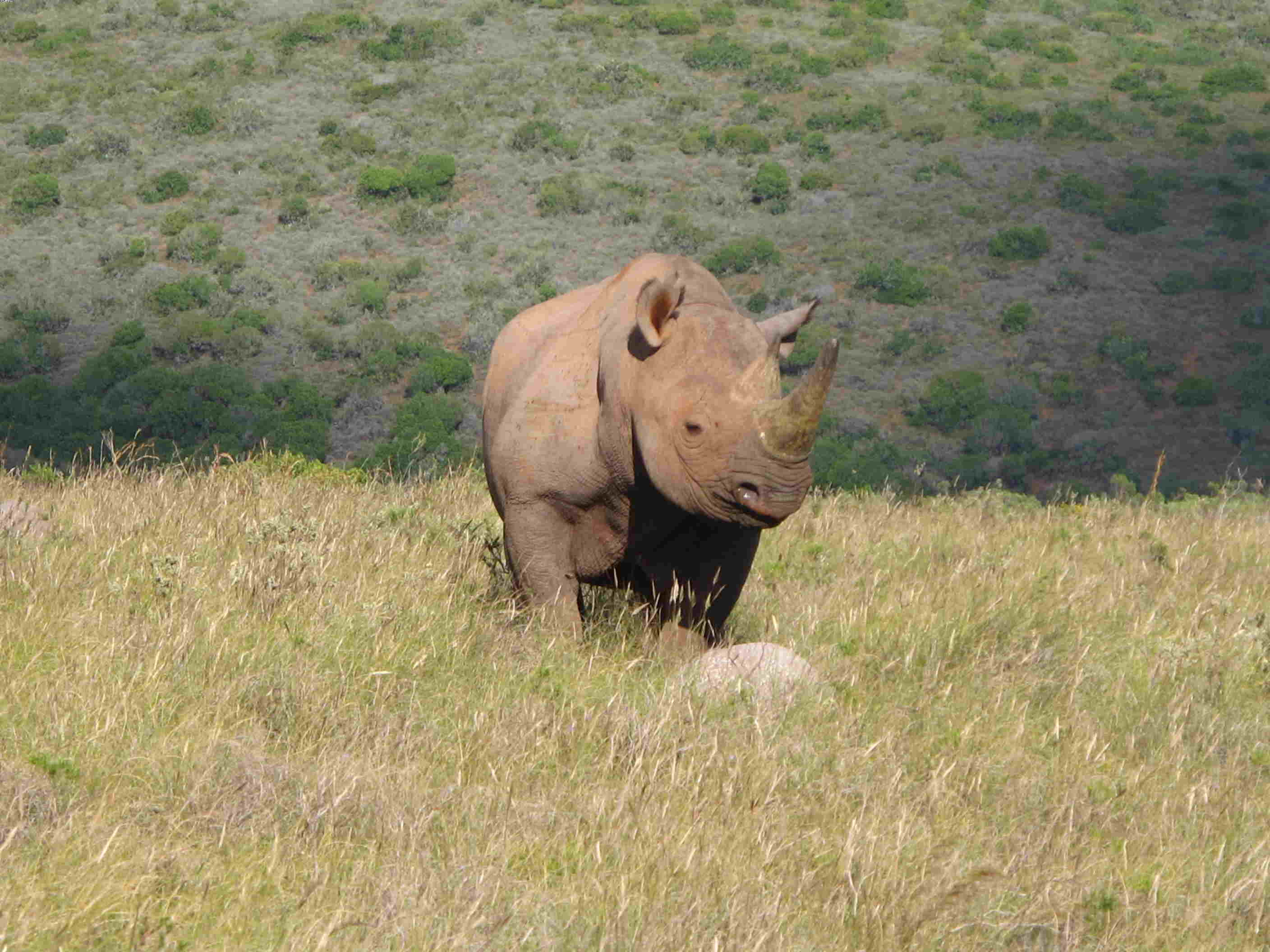  Shamwari