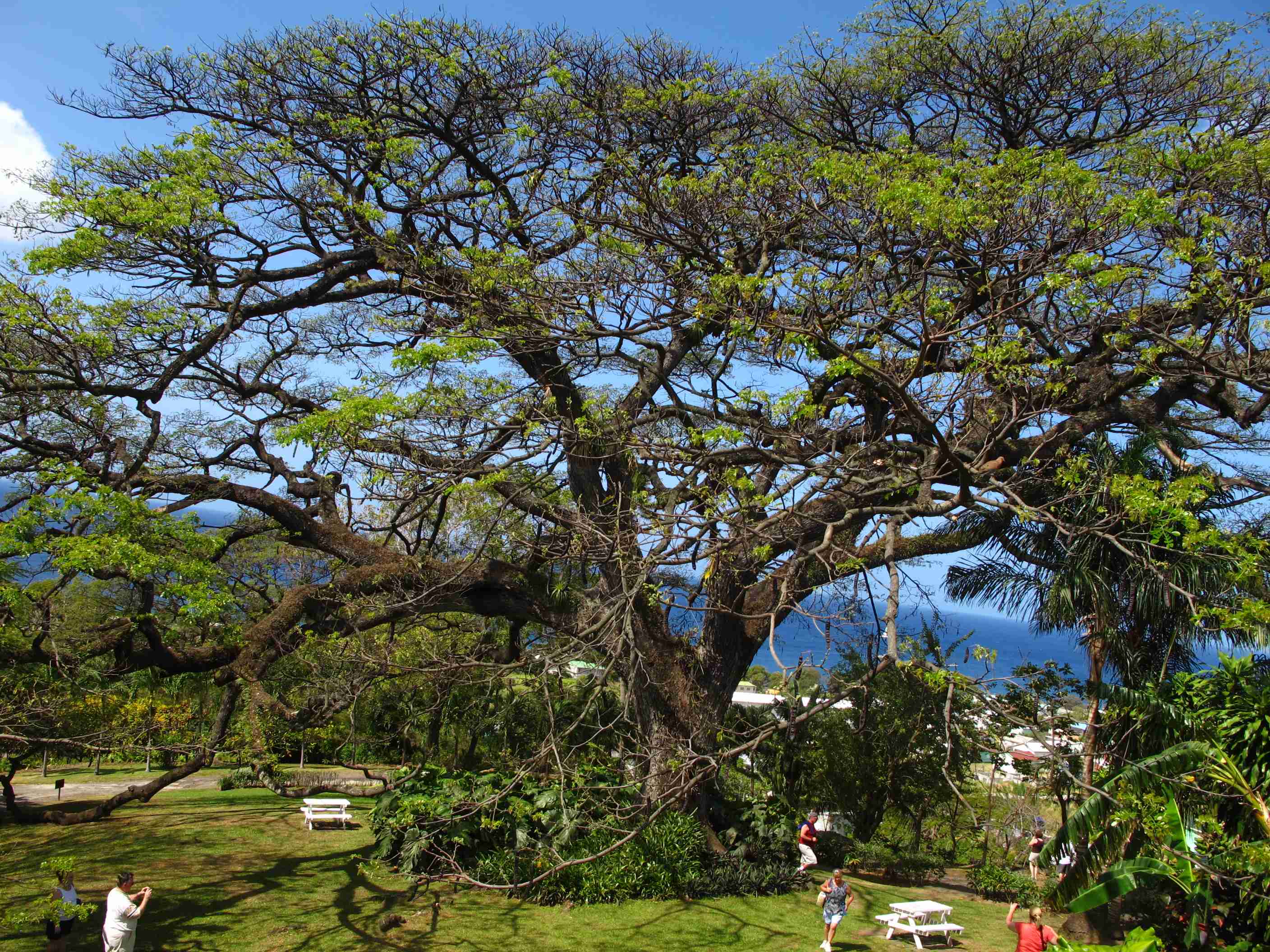   St. Kitt