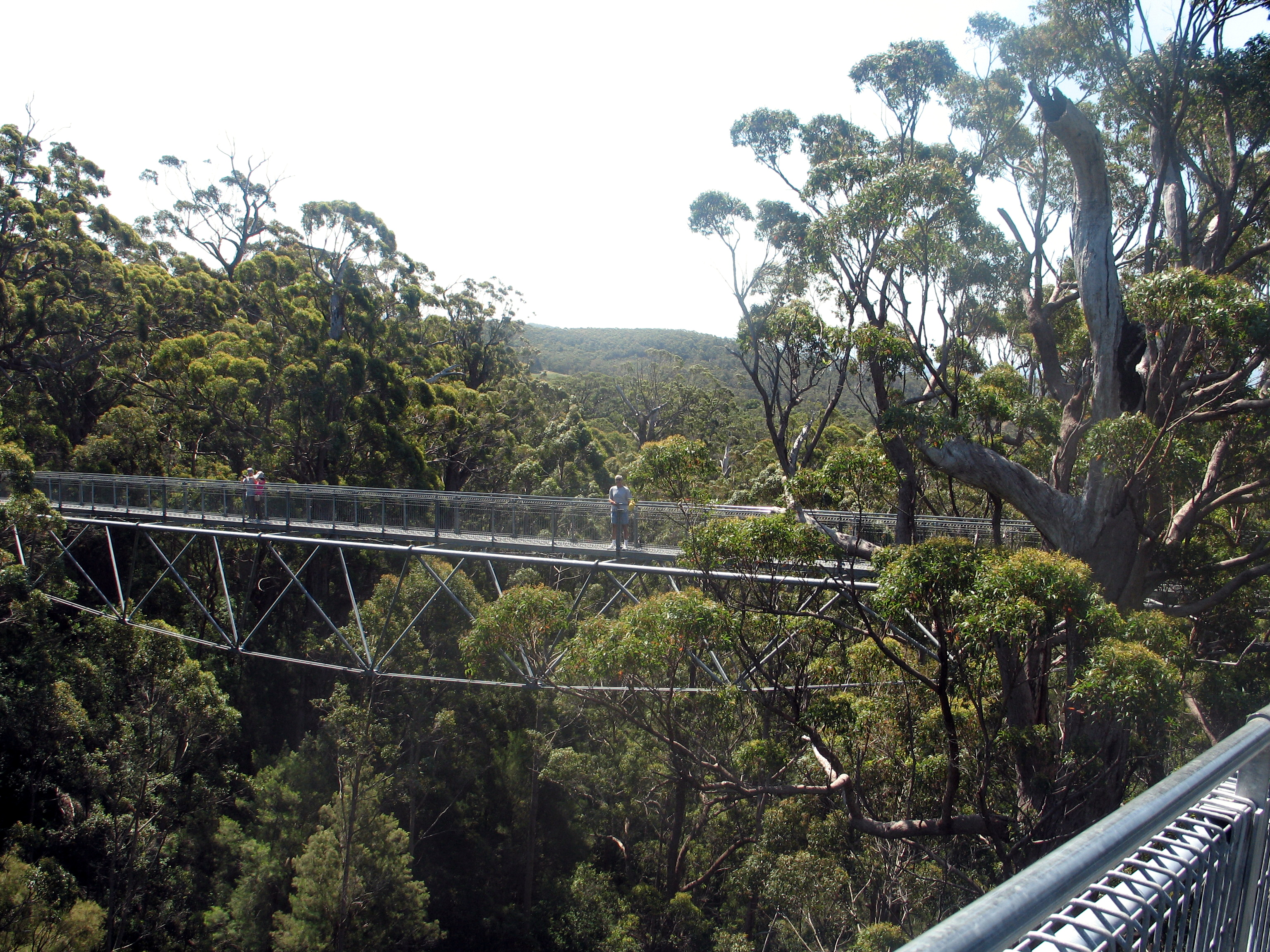 0014ff Walk way tree.jpg