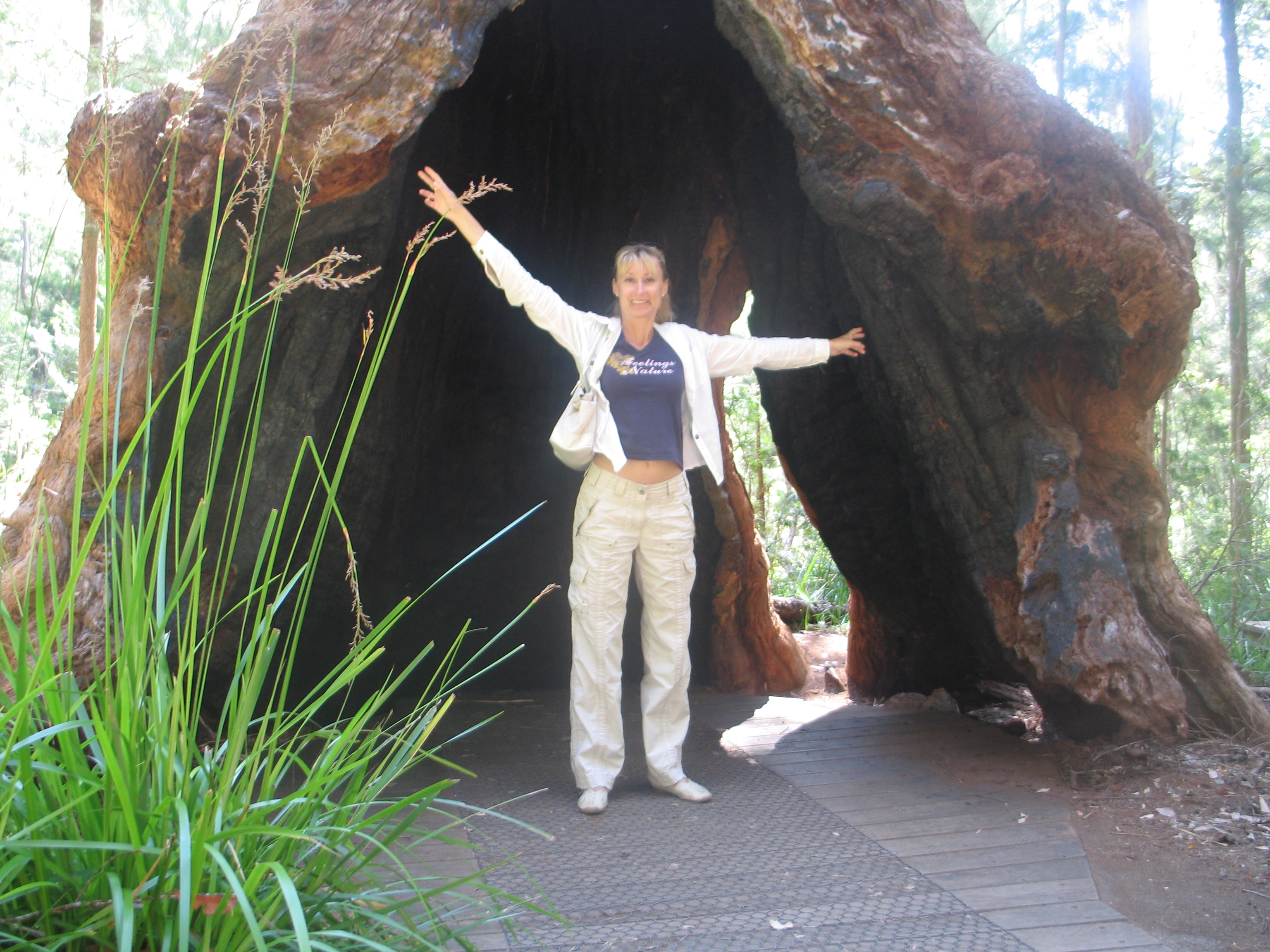 0014j park Walk way tree.JPG