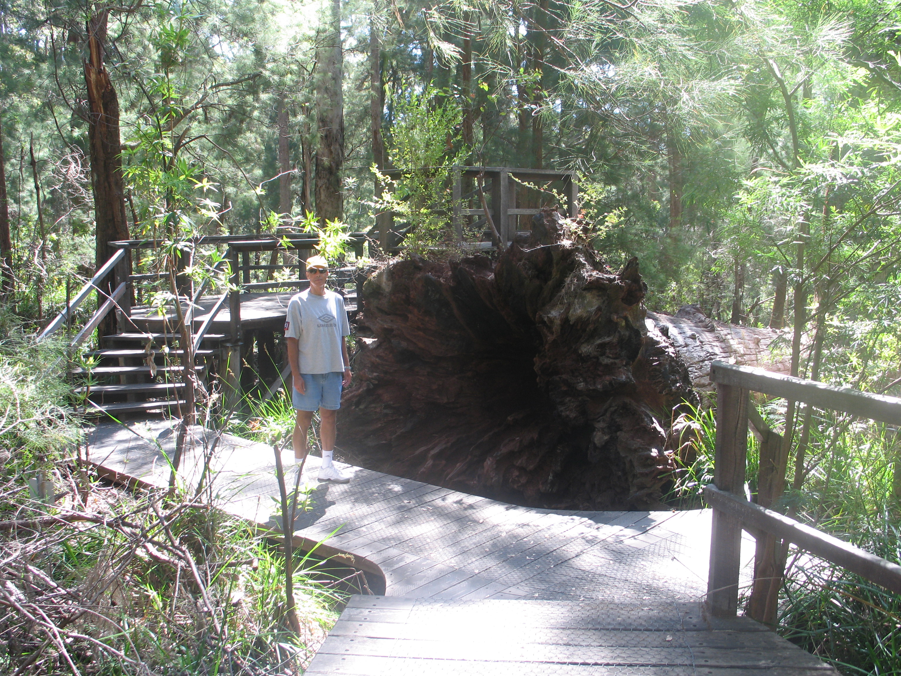 0014nn park Walk way tree.JPG