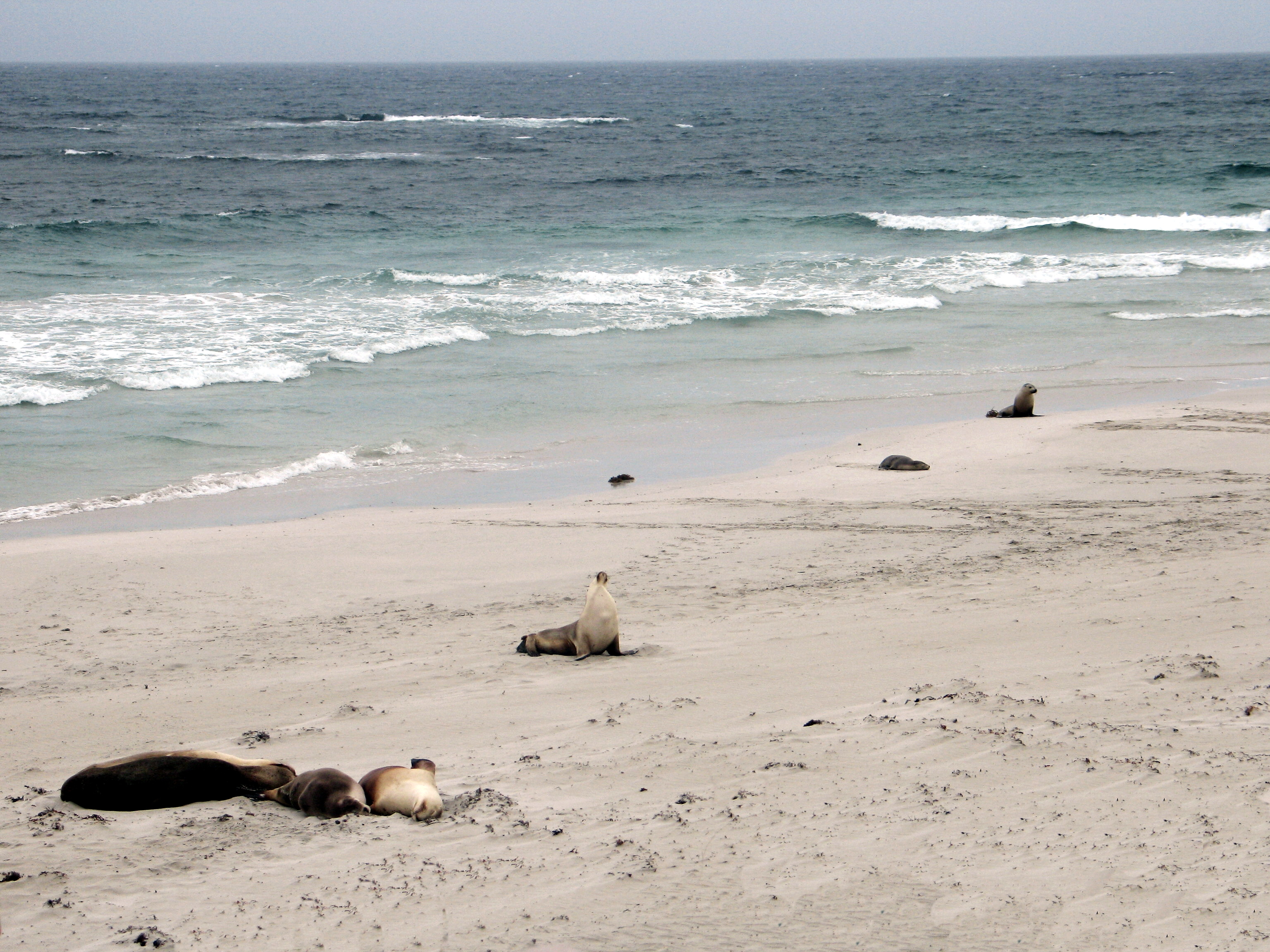 0019aa Kangaroo Isl.jpg