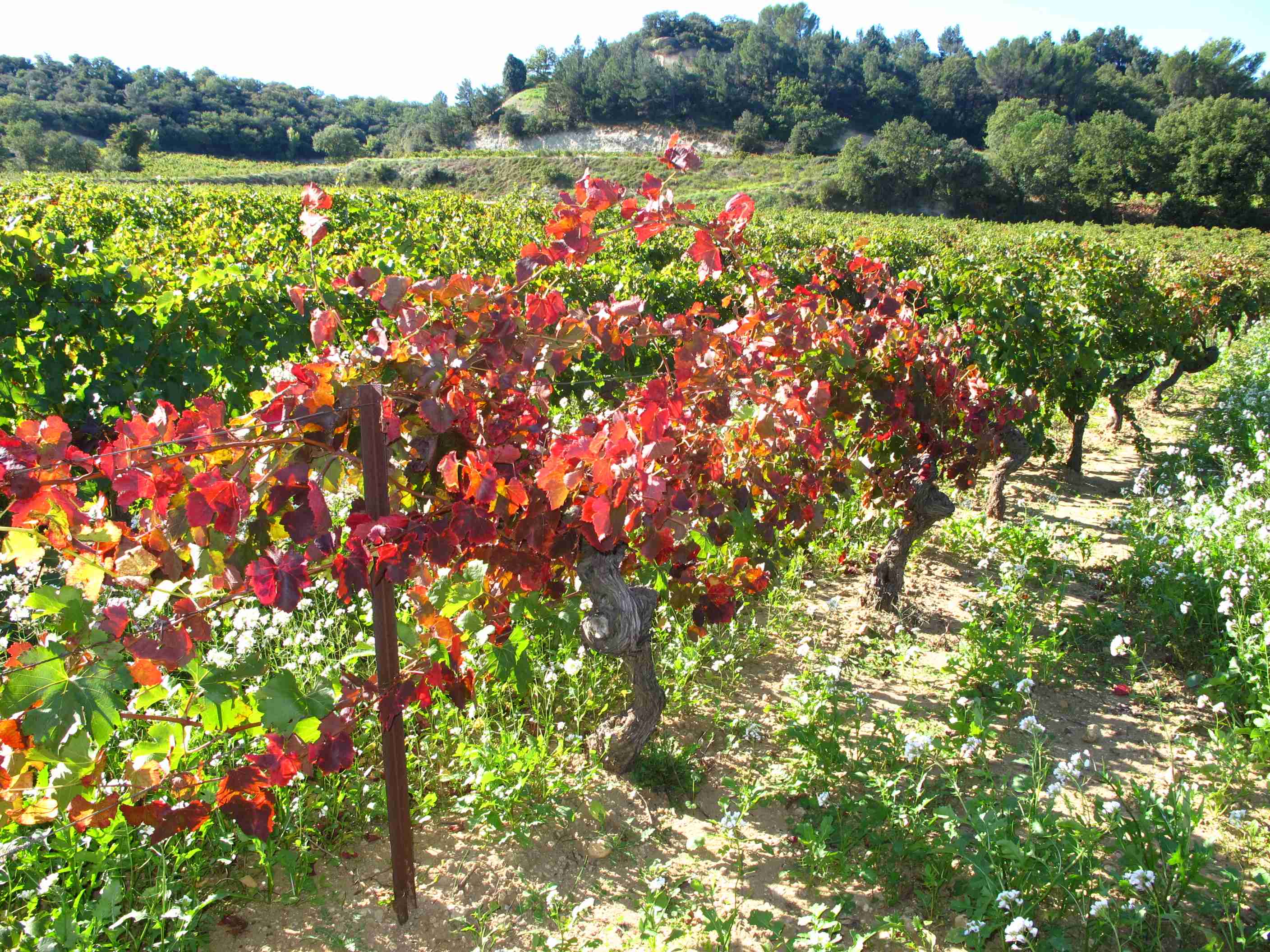 035 Chateauneuf-du-Pape