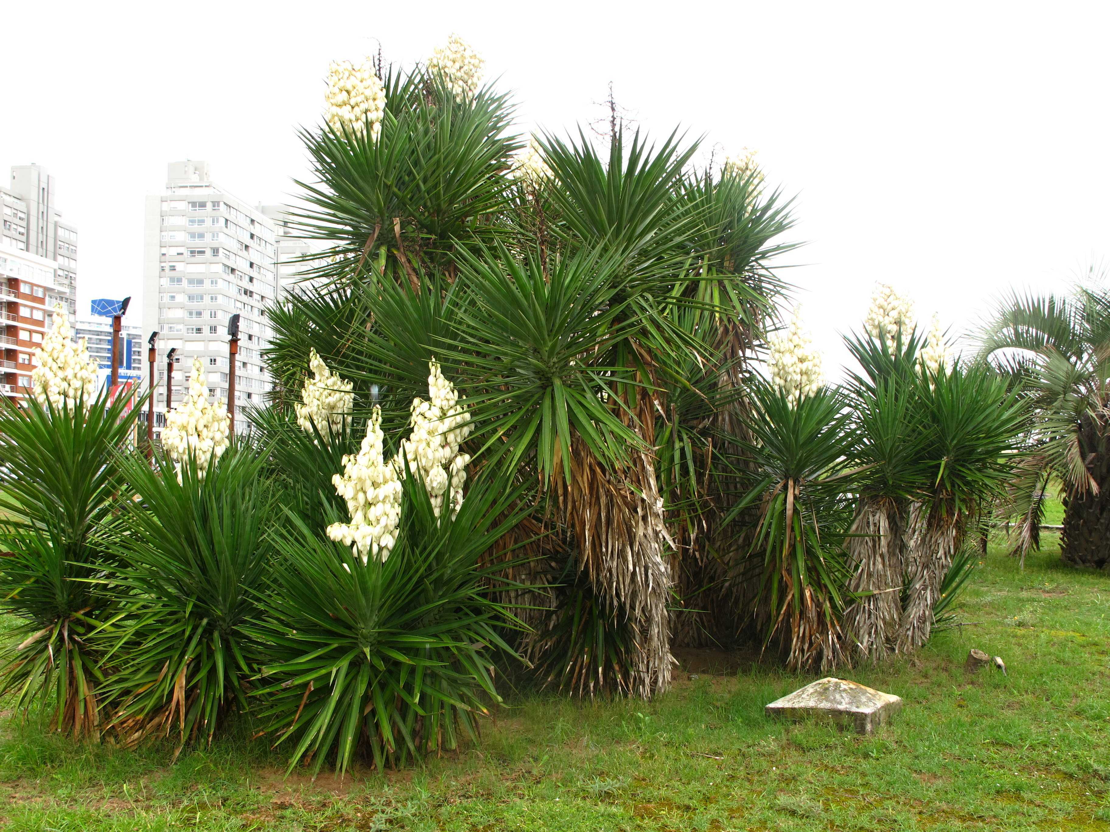 Punta del Este - nádherné juky