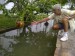 Manaus - strom Calabash tree s ohromnými ozdobnými plody