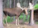 009 Fairbanks - River Boat Discovery - indiánská vesnice-moose