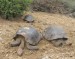 06 Galapágy-ostrov St.Cruz-suchozemské želvy